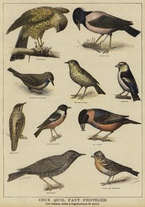 養殖への利益のために保護を必要としている鳥 作： French School