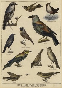 養殖への利益のために保護を必要としている鳥