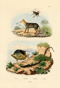 黒背景ジャッカル、1833-39 作： French School