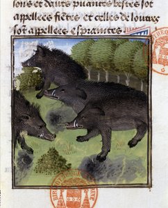 猪 - "ベアルン伯爵フォイクス伯爵ガストン・フィーバスの狩猟書 "にて