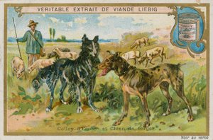 ボーダーコリーと牧羊犬 作： French School