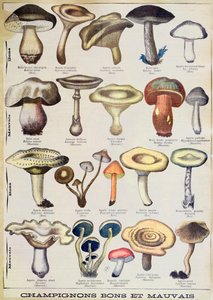 「良いキノコと悪いキノコ」を描いた植物プレート、1900年頃（カラーリソ） 作： French School