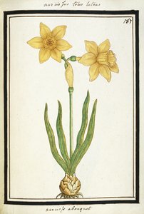 ブーケ水仙、1700年頃（水彩画、黒枠） 作： French School