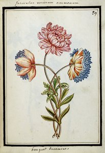 アネモネの花束、1700年頃 作： French School