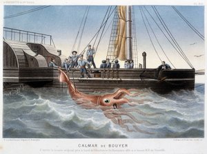 Bouyer squid - Alfred Fredol著「Le monde de la mer」（アシェット社、パリ）に掲載。 作： French School
