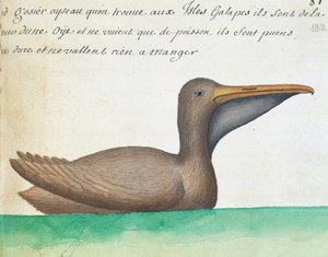 ブラウン・ペリカン（Pelecanus occidentalis）、ガラパゴス諸島、フランスのCompagnie royale de la Mer du Sudの船長Jacques Gouin de Beauchesne（1652-1730）が1698年から1701年にかけて作成した航海日誌からの水彩画 作： French School