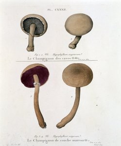 18世紀末、Jean Jacques Pauletの「Treat des champignons」に掲載されたブラウンレイヤー・マッシュルーム。 作： French School