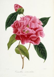 カメリア・レティキュラータ、1839-1943