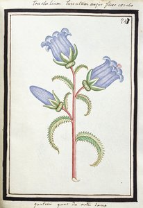 Campanula Trachelium、c.1700（水彩画、黒枠） 作： French School