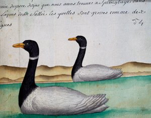 カナダギース、スプリングバイ、ソルトレイク地域、ジャック・グワン・ド・ボーシェン（1652-1730）の航海日誌からの水彩画、1698年から1701年まで、フランスのCompagnie royale de la Mer du Sudの船長。 作： French School