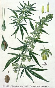 大麻サティバ、植物プレート 作： French School