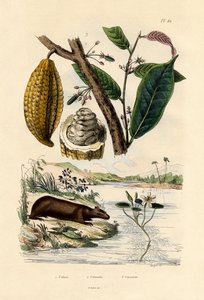 カピバラ、1833-39