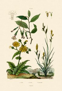 Carex、1833-39 作： French School