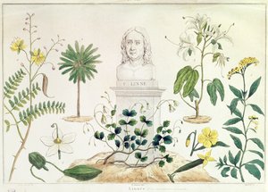 Carolus Linnaeus（1707-78）は、彼が分類した植物のいくつかに囲まれています（カラー彫刻） 作： French School