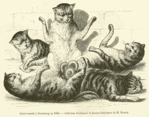 1683年にストラスブールで発見された猫たち（エングレービング 作： French School