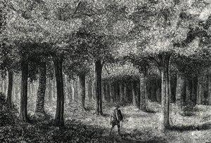 マラリア治療のためにシナシナの樹皮を生産するシナシナの木の森、ペルー（彫刻）1888年 作： French School