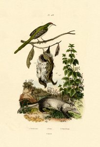 Common Tailorbird、1833-39 作： French School