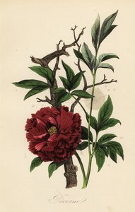 クモの巣を持つシャクヤク（Paeonia officinalis）。 作： French School