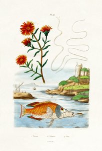 コッパーズハーディアイスプラント、1833-39 作： French School
