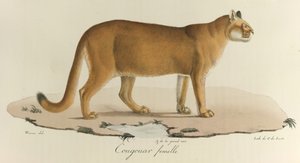 Cougar、「Histoire Naturelle des Mammères」の女性クーガー（カラーリソ） 作： French School