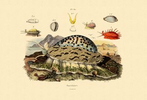 コウリーシェル、1833-39 作： French School