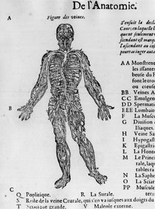 人体の切断：血液系、静脈。-1560年頃、アンブロワーズ・パレの「Traité Médical」より。