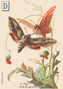 D：Deilephila（Deilephila elpenorまたはブドウの木の大スフィンクス） 作： French School