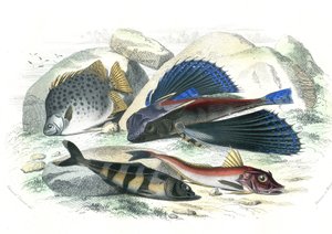 Dactyloptere pirapede (Dactylopterus pirapeda)トビウオ、Chetodon argus (scatophagus argus)、centronote pilote (echeneis naucrate)、Trigle Lyre (Genicanthus Melanospilos) - Bernard Germain de Lacepede (1856-192)のHistoire Naturelleより抜粋。 作： French School