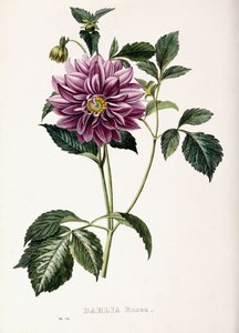 ダリアロゼア、1715年 作： French School