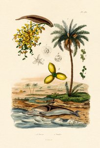ナツメヤシ、1833-39 作： French School