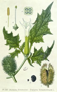 チョウセンアサガオ、植物プレート