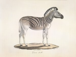 ダウの女性。 南アフリカの縞模様のクアッガ、またはバーチェルシマウマ (Asinus Burchellii)、哺乳類の自然史 (リソ色) から 作： French School