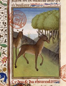 鹿と鹿 - "ベアルンの領主フォワ伯ガストン・フィーバスの狩猟書 "にて