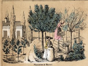 作物と絹製品の説明：ミュリエの植え付け。ジュール・デルブリュックが描いた悲観的な絵画、1860年のエングレーヴィング、"les Recreations instructives "のプレート "la soie"。個人蔵。