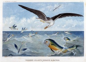 Dorades, Pisces volants, Albatros - in "Le Monde de la Mer" by Alfred Fredol. ed. Paris, Hachette. 作： French School