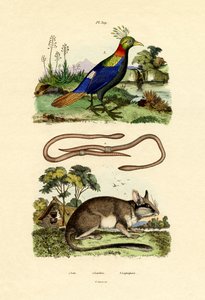 ヤマネ、1833-39 作： French School