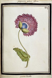 ダブルポピー、1700年頃