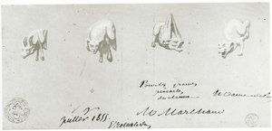 ノートルダムのガーゴイルの復元のための絵、1855 作： French School