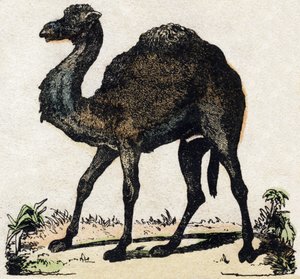 ドロメダリー。Alphabet des animaux sauvages "に掲載されている彫刻。9番目のシリーズ。エピナルのイメージ、ペラン、印刷出版社、1870年頃。木にステンシルで描かれた版画。16ページ。20×15cm。個人蔵