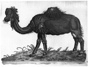 ヒトコブラクダ、コンラッドジェスナーの「歴史的動物」から（1516-65）1551 作： French School