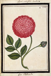 ダッチローズ、1700年頃（水彩画、黒枠）