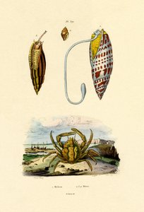 エメラルドクラブ、1833-39 作： French School