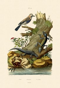 ユーラシアジェイ、1833-39 作： French School
