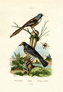 フィールドフェア、1833-39 作： French School