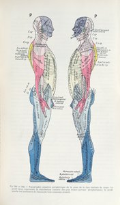 図。 381＆382神経系、J。デジェリーヌ作「Semiologie des Affections du System Nerveux」（1914年） 作： French School