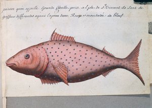 ビッグマウスと呼ばれる魚、カーボベルデのサン・ビセンテ島、フランスのCompagnie royale de la Mer du Sudの船長Jacques Gouin de Beauchesne（1652-1730）が1698年から1701年にかけて作成した航海日誌の水彩画。 作： French School