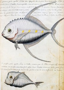リッセと呼ばれる魚と月の魚、カーボベルデのサン・ビセンテ島、フランスのCompagnie royale de la Mer du Sudの船長Jacques Gouin de Beauchesne（1652-1730）が1698年から1701年にかけて作成した航海日誌の水彩画。 作： French School