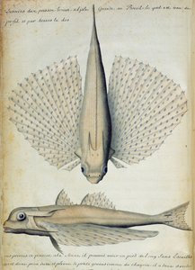 ブラジルのイルハグランデで発見された魚（紙にトイレ） 作： French School