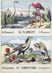 フラメントと蛇。Buffon Alphabet des Oiseaux n 2 "に掲載されている彫刻。3rd Serie N 2.エピナルの画像化、エピナル、19世紀後半。16ページ。ディム：28x21cm 作： French School