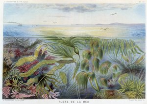 海の植物相 - アルフレッド・フレドール編 "Le Monde de la Mer" パリ、アシェット社。 作： French School